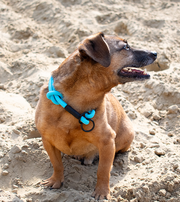 GODDOG kék retriever nyakörv