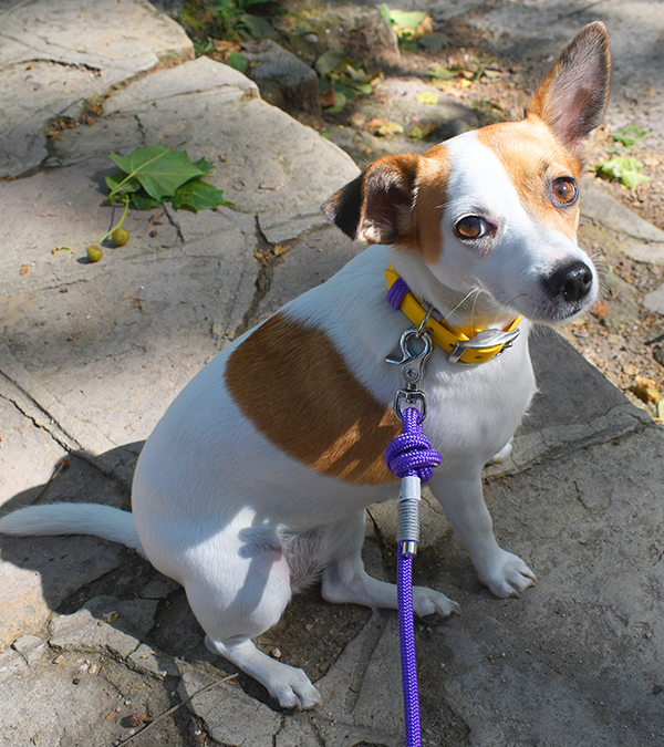 GODDOG összeillő nyakörv és póráz