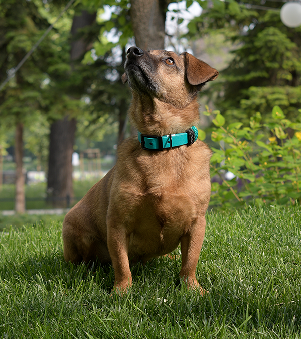 GODDOG strapabíró vízálló heveder nyakörv